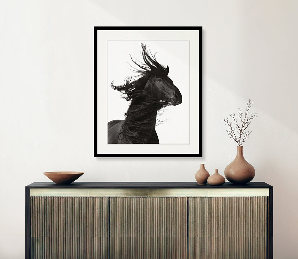 Stallion