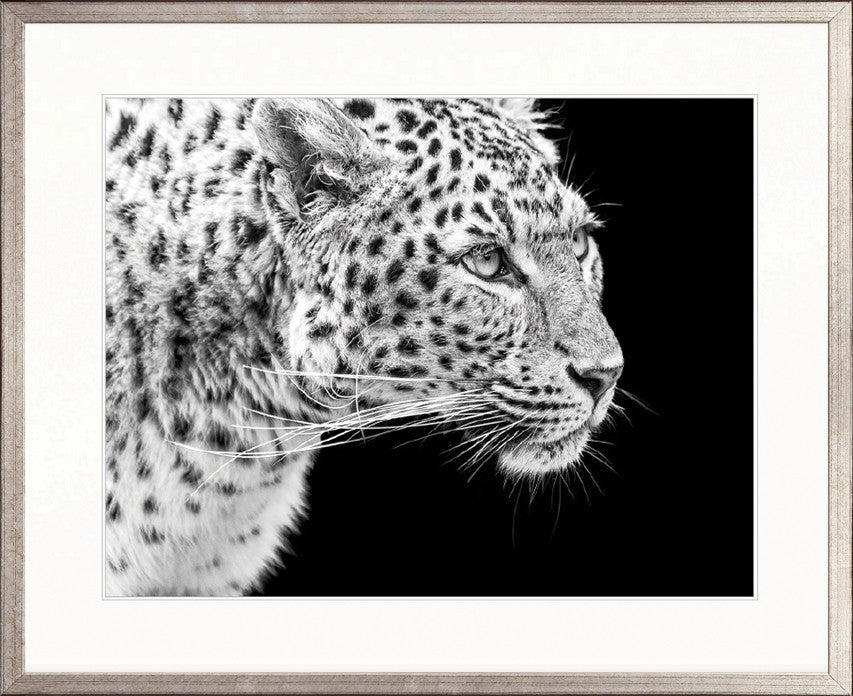 Amur Leopard