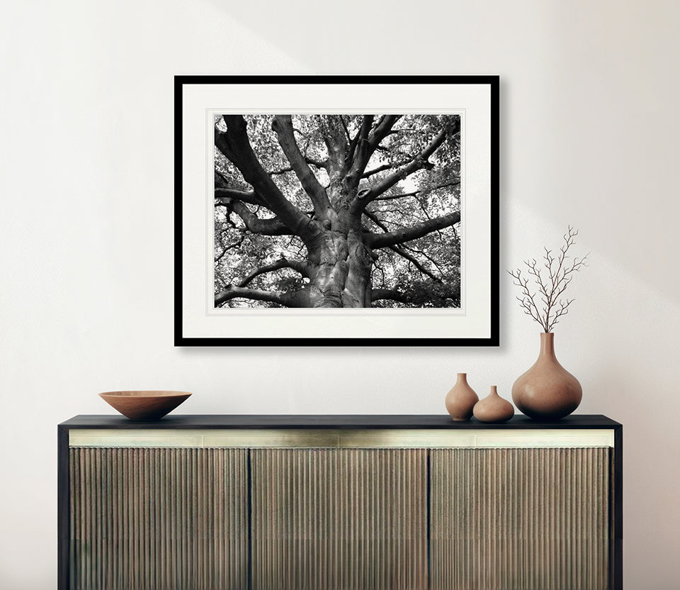 Old Growth