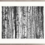 Forest Texture