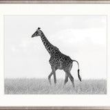 Majestic Giraffe