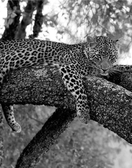 Wild African Leopard (Canvas)