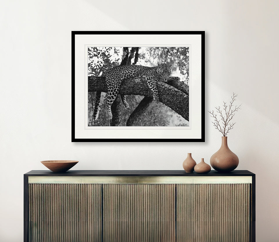 Wild African Leopard