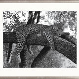 Wild African Leopard