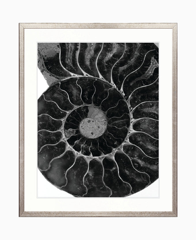 Ammonite Fossil