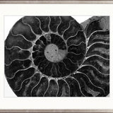 Ammonite Fossil