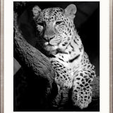 Majestic Leopard