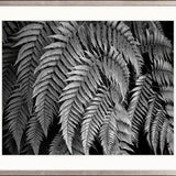 Fern Gully