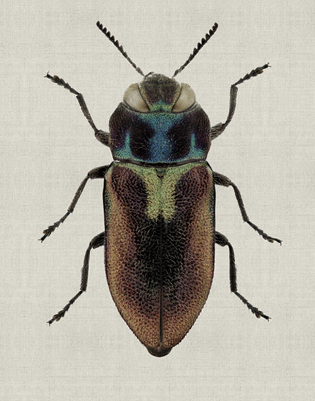 Beetle Subject II (Canvas)