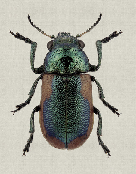 Beetle Subject III (Canvas)