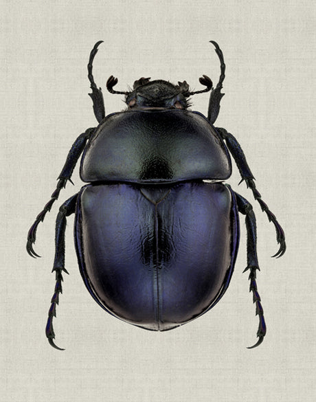 Beetle Subject IV (Canvas)
