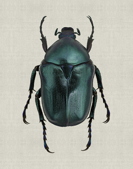 Beetle Subject VI (Canvas)