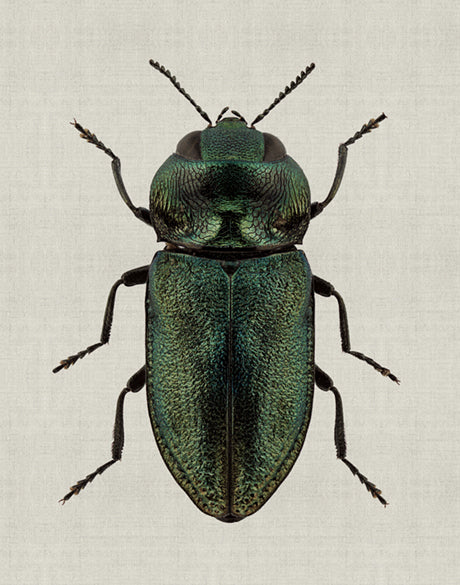 Beetle Subject VII (Canvas)