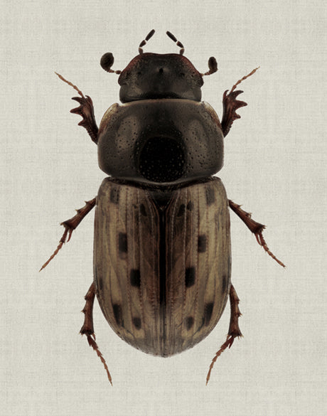 Beetle Subject VIII (Canvas)