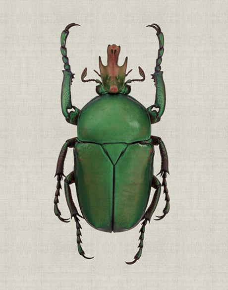 Beetle Subject IX (Canvas)