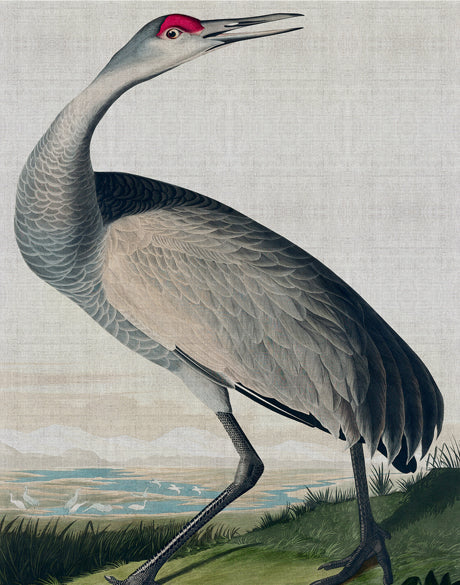 Exquisite Bird I