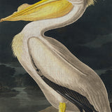 audub02_3