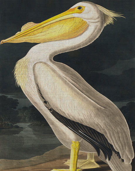 Exquisite Bird II
