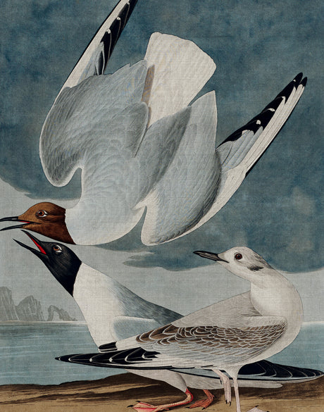 Exquisite Bird IV