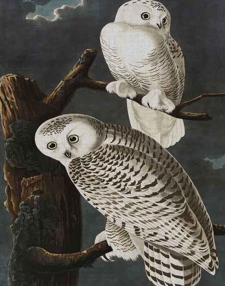 Exquisite Bird V
