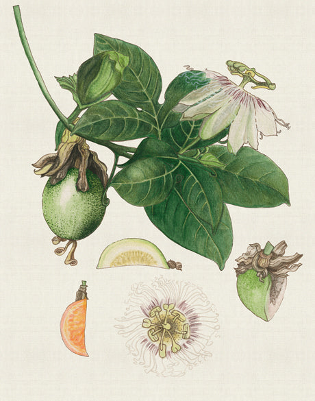 Classic Botanical Study I