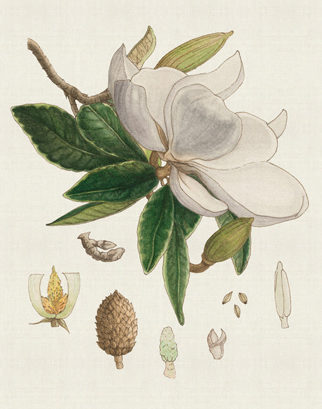 Classic Botanical Study II (Canvas)