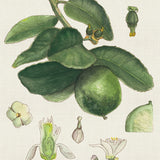 ave04_3
