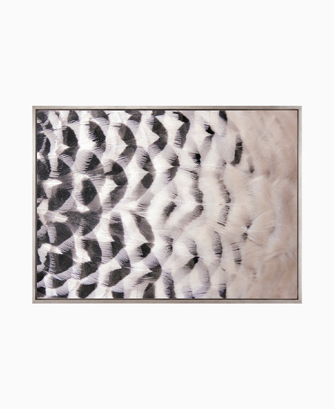 Aviles Feather III (Canvas)