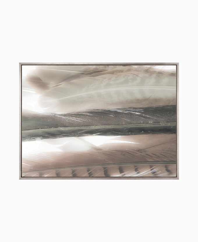 Aviles Feather IV (Canvas)