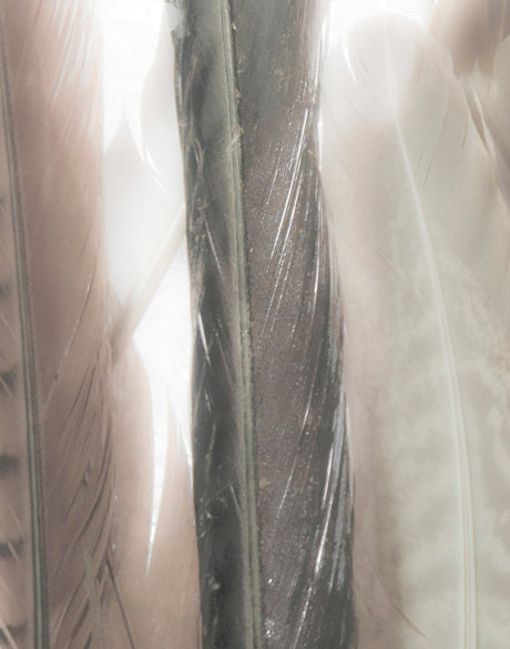 Aviles Feather IV