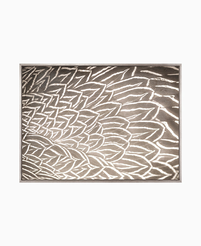 Aviles Feather V (Canvas)