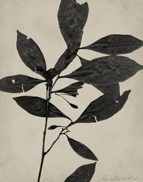 Endeavour Specimen I (Canvas)