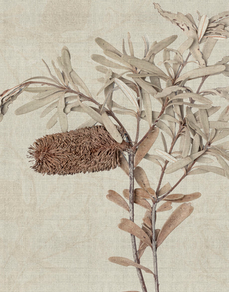 Banksia Study I (Canvas)