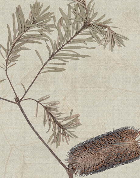 Banksia Study II (Canvas)