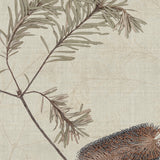 banksia02_3