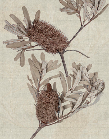 Banksia Study III (Canvas)
