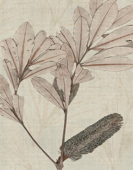 Banksia Study IV (Canvas)