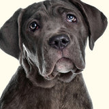 bax03_3