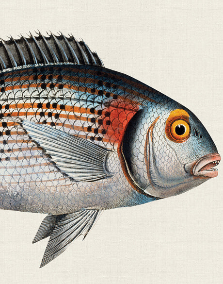 Cape Bayeau Fish II
