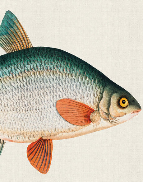 Cape Bayeau Fish VI