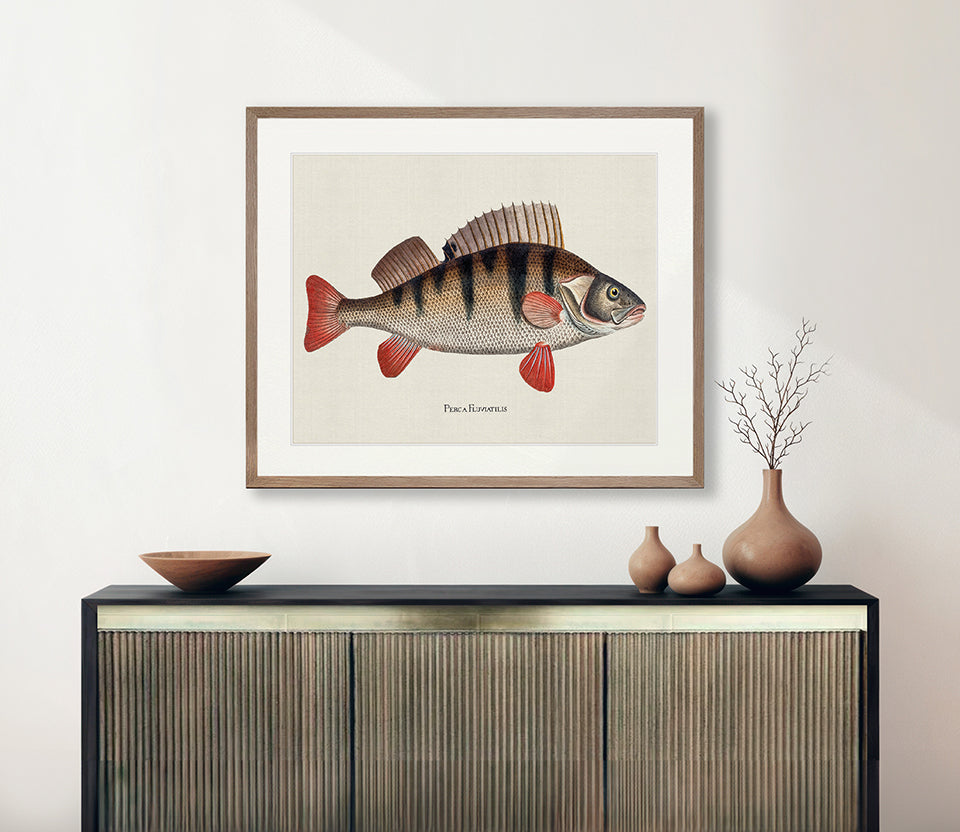 Cape Bayeau Fish VII