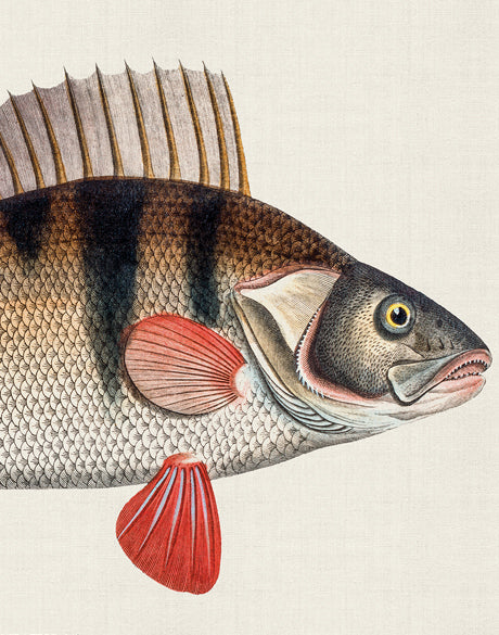Cape Bayeau Fish VII