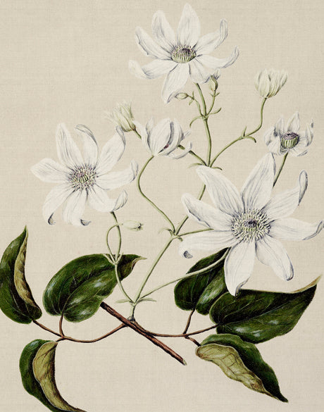 Coastal Native I
