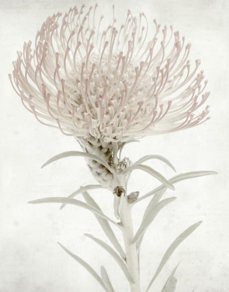 Protea Beauty III (Canvas)