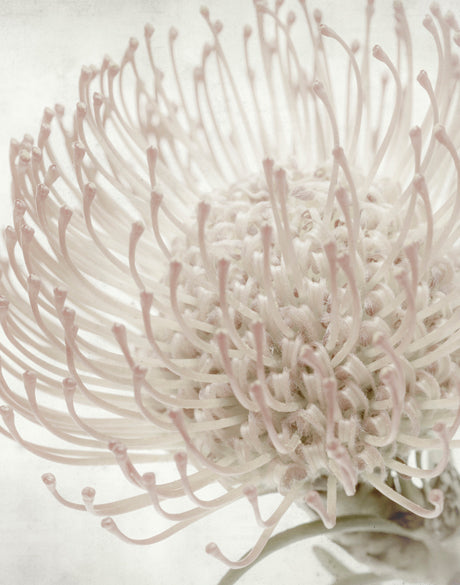 Protea Beauty V