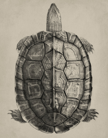 Vintage Turtle Study II