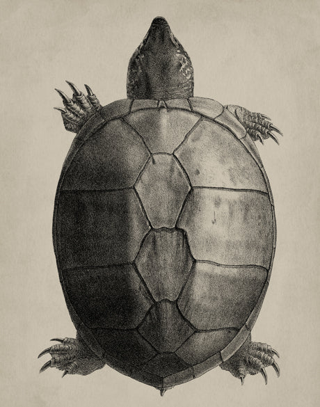 Vintage Turtle Study III