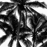 bedarra01-c_3