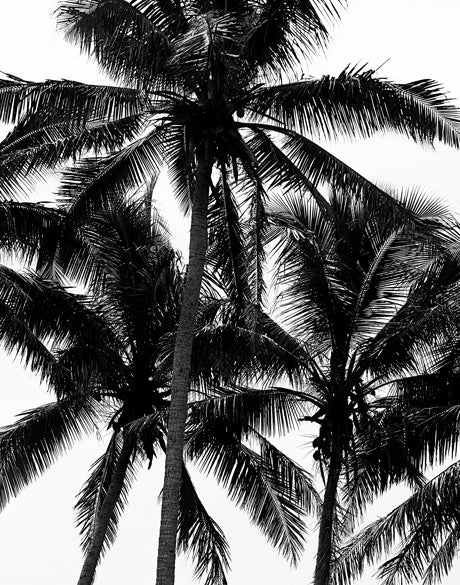 Palm Silhouette I (Canvas)