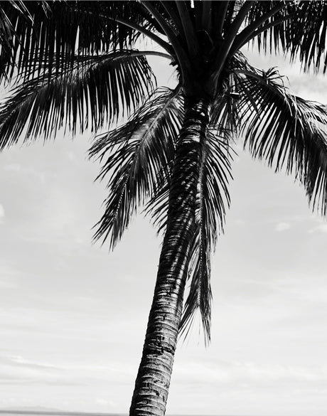 Palm Silhouette II